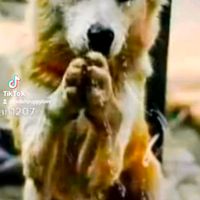 original sound - Cellah Puppy shelter 🐈🐈