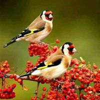nhạc nền - °∆°•."' °lo lus hlub° "'.•°∆°