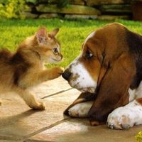 happypetshop7