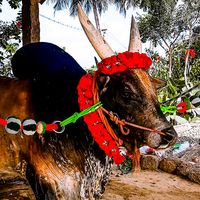 original sound - jallikattu