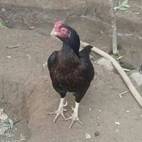 aseeldiaryoriginal