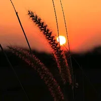 original sound - wanyen42