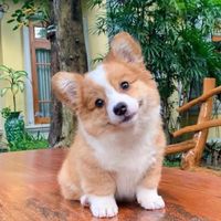nextuncle
