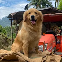 original sound - japan_eat_laek