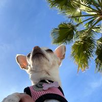 soychanel_chihuahua