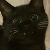 original sound - ⋆˖樱◡̈