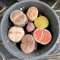 nhạc nền - Bỏ Phố Về 49