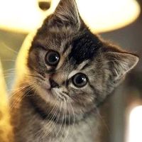 suara asli - Menyala