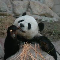 panda.pingping
