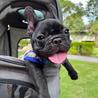 original sound - wagyu_thefrenchbulldog