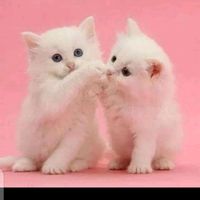 always_cute11