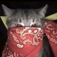 original sound - 🐈‍⬛