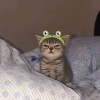 rin_vk_vy_nek