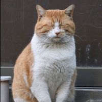 suara asli - RISSSZZ