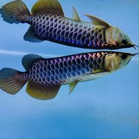 suara asli - Deny arowana