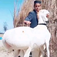 jaffarali_king1