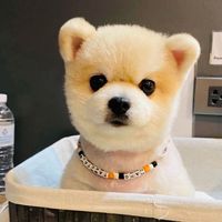 เสียงต้นฉบับ - MONEY Doggy shop
