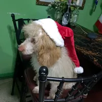 original sound - charleselbertglomboy26