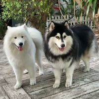 cooperkpup