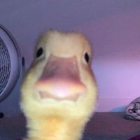 fqhhhhhhh