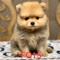 lynah_puppy_pawss