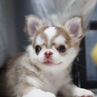 chihuahua_ichi