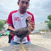 เสียงต้นฉบับ - ซุ้มช่างต่อ ส.ราชัญ