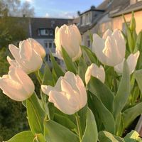 daisy_zen