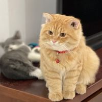 nhạc nền - Bông Cúc Dzàng