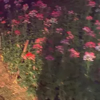 original sound - meeww030