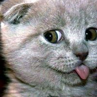 mewlove1008