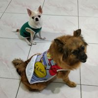 pomchi36