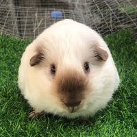 phanatcavy