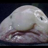 kaanderfisch