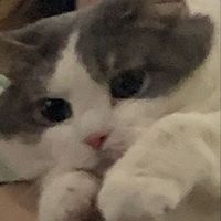 yasouwlewka_