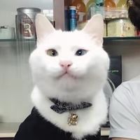 原聲