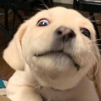 nhạc nền - Trần Quynh Anh