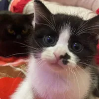 original sound - jassslivee