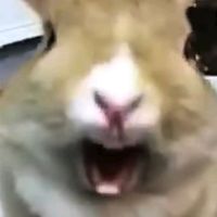 เสียงต้นฉบับ - tantanaty556