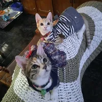 original sound - tisnafamily