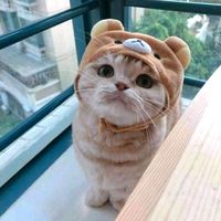 suara asli - sasa