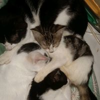 suara asli - Dhea Yanz