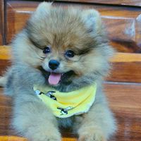 brownie_230621