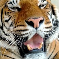 thongmuantiger