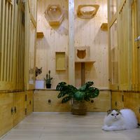 เสียงต้นฉบับ - Gattoshop