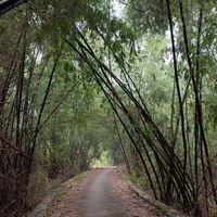 suara asli - novita prasetiyawasih