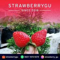 suara asli - Strawberrygu