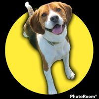 milothebeagleboy