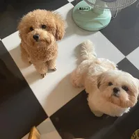 original sound - cocoiafj797