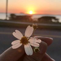 suara asli - by.diiens10